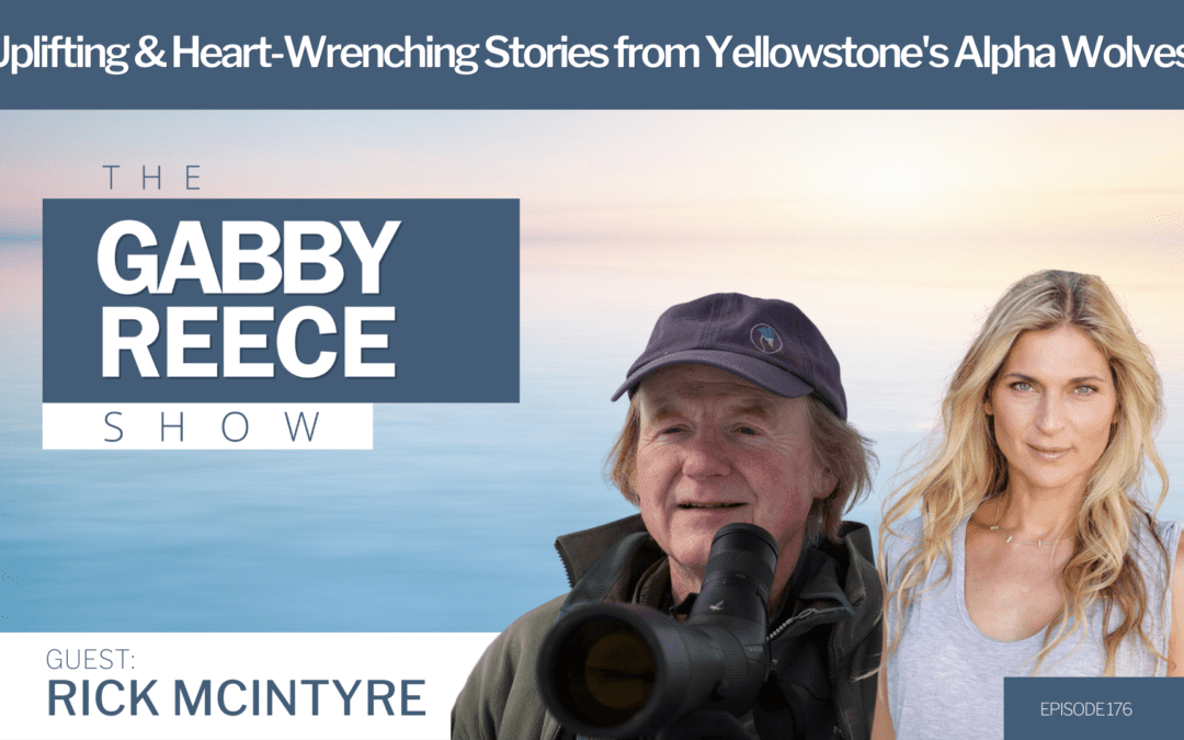 #176 Uplifting and Heart-Wrenching Stories from Yellowstone’s Alpha Wolves with ‘Wolf Whisperer’ Rick McIntyre